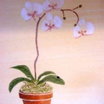 orcid